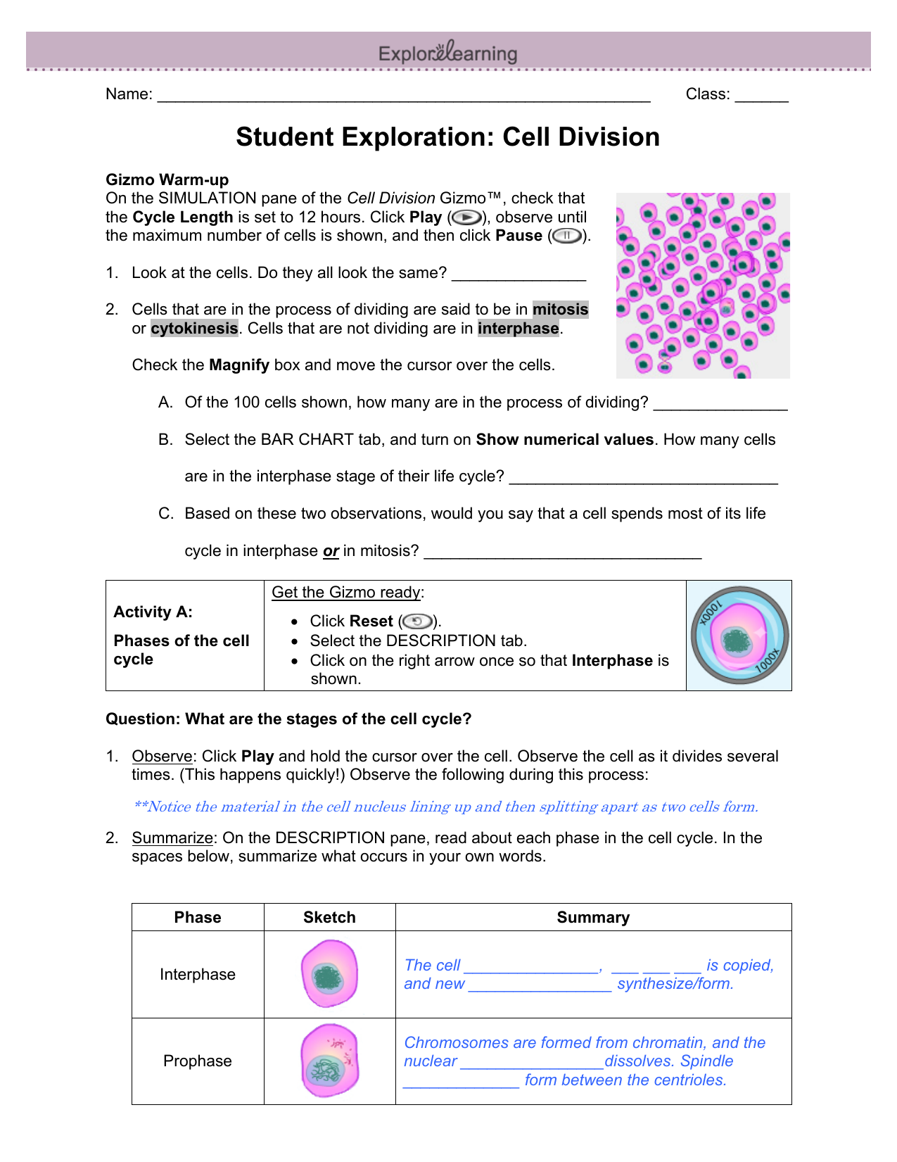 102 The Process Of Cell Division Worksheet Answer Key