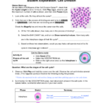 102 The Process Of Cell Division Worksheet Answer Key