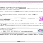 Answers For Cell Division Gizmo Islero Guide Answer For Assignment