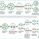 Cell Cycle Mitosis Meiosis