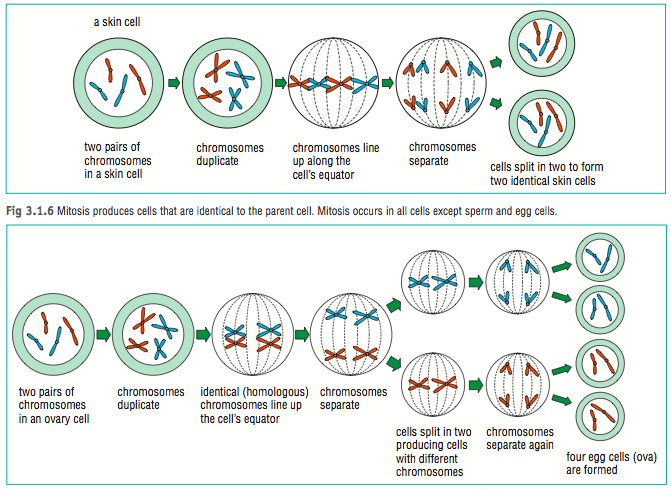 Cell Cycle Mitosis Meiosis