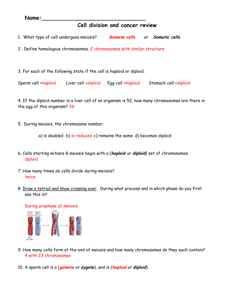 Cell Division And Cancer Review Sheet Answers 1 