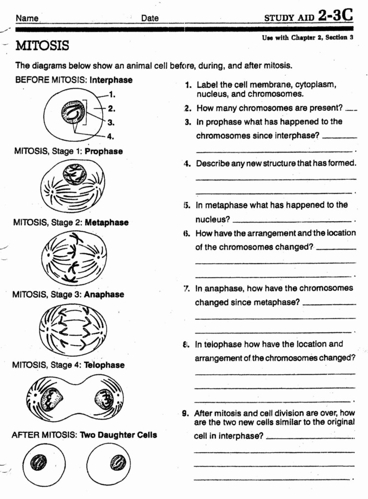 Cell Division And Cancer Worksheet Answers Cell Division