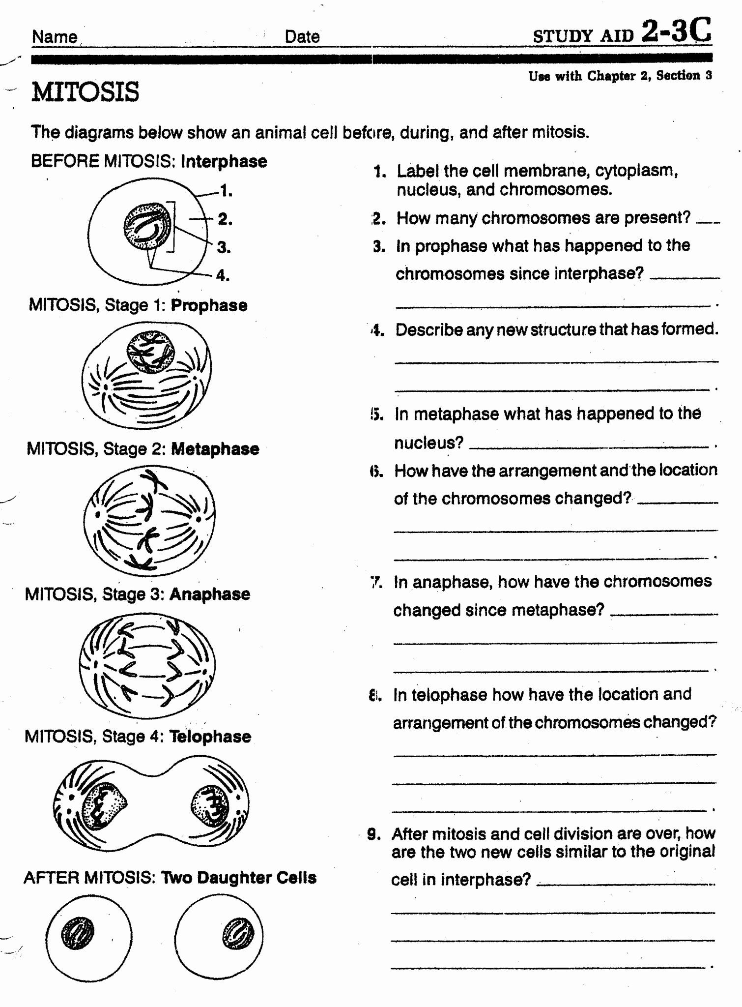 Cell Division And Cancer Worksheet Answers Cell Division