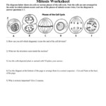 Cell Division And Mitosis Worksheet Answer Key