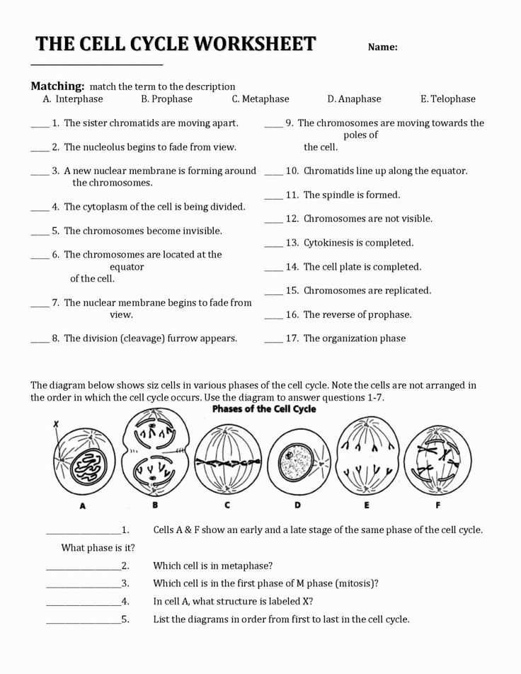 Cell Division And Mitosis Worksheet Answer Key Semesprit Cells