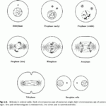 Cell Division And Mitosis Worksheet Mitosis Cell Cycle Color Worksheets