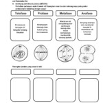 Cell Division Worksheet