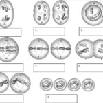 Mitosis Phases Worksheet Smart Exchange Usa Sneakerdog s Phases