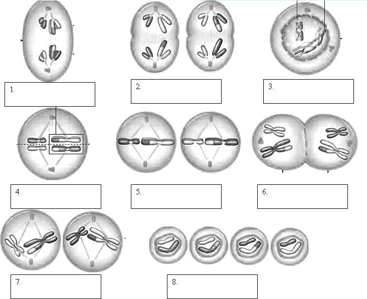 Mitosis Phases Worksheet Smart Exchange Usa Sneakerdog s Phases 