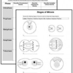 Mitosis Worksheet And Diagram Identification Answer Key Biology