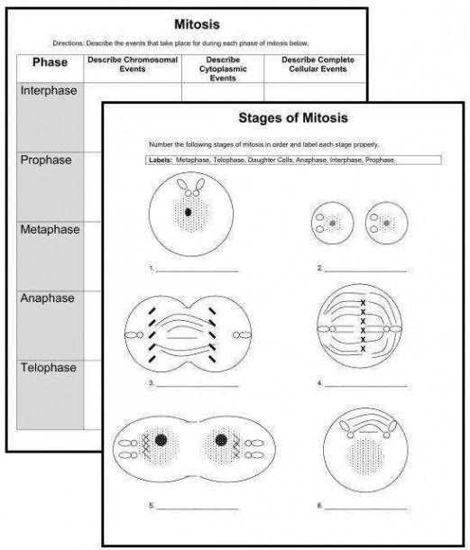 Mitosis Worksheet And Diagram Identification Answer Key Biology 