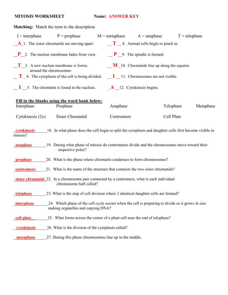 MITOSIS WORKSHEET