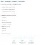 Quiz Worksheet Process Of Cell Division Study