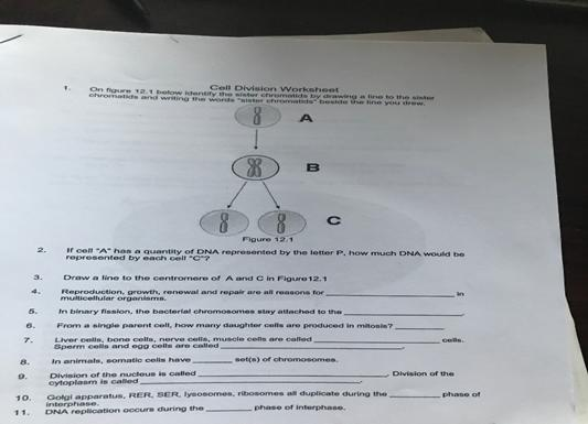 Solved On Figure 12 1 Below Identify The Sister Chromatids By