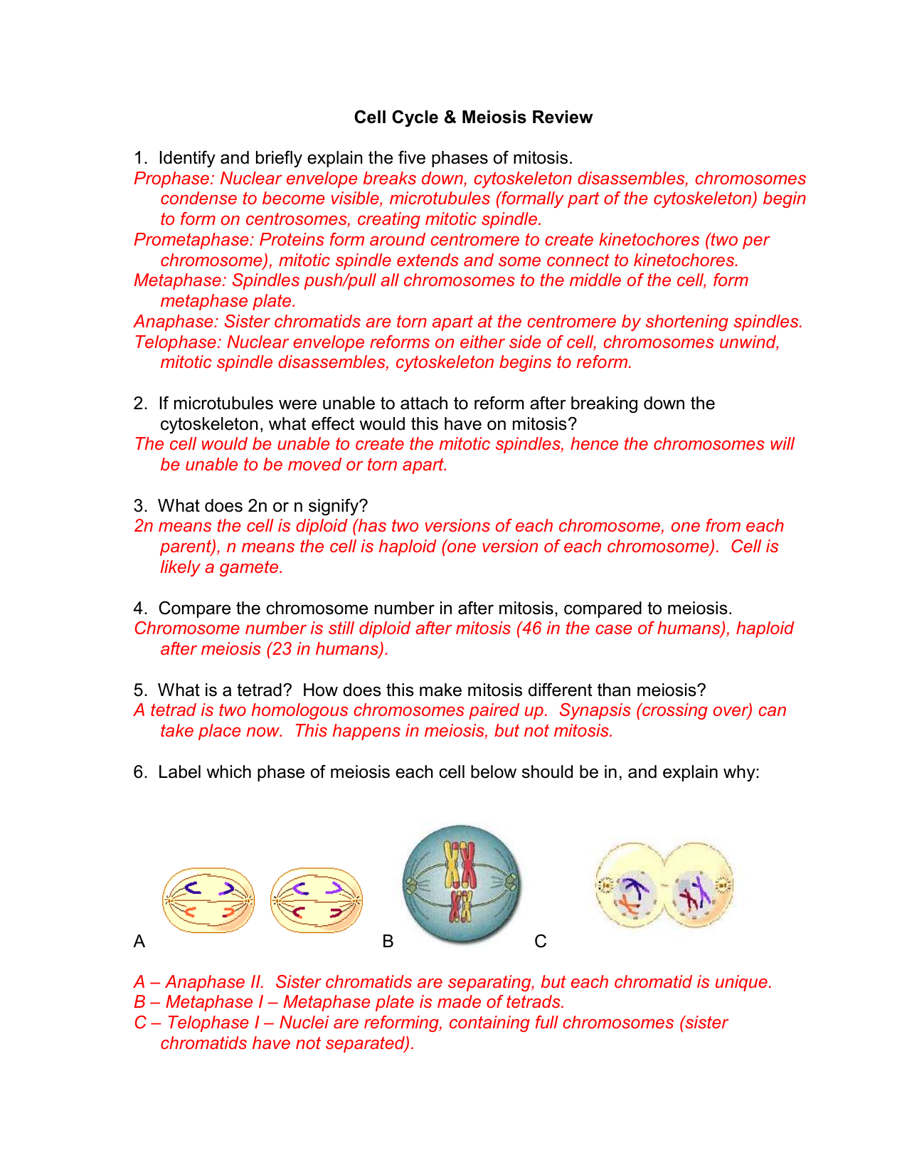 Cell Cycle And Mitosis Review Worksheet Answer Key My PDF Collection 2021