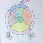 Cell Cycle Coloring Worksheet 3 1 Cell Cycle Color Worksheets The