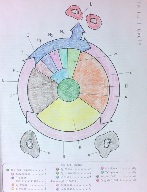 Cell Cycle Coloring Worksheet 3 1 Cell Cycle Color Worksheets The