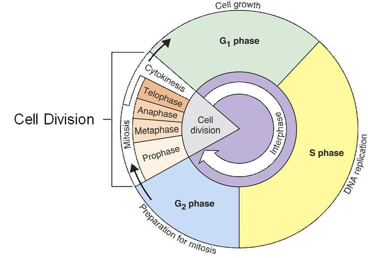 Cell Cycle Google Search Cell Cycle Mitosis Cell Division