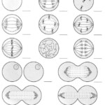 Cell Division And Mitosis Worksheet Answer Key Biology Lessons