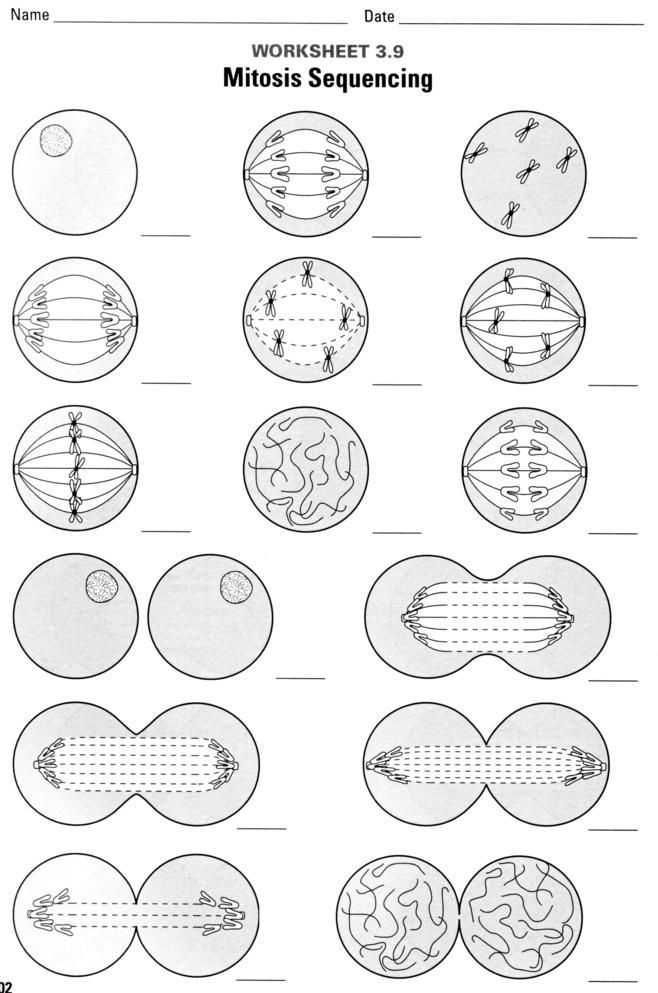 Cell Division And Mitosis Worksheet Answer Key Biology Lessons 