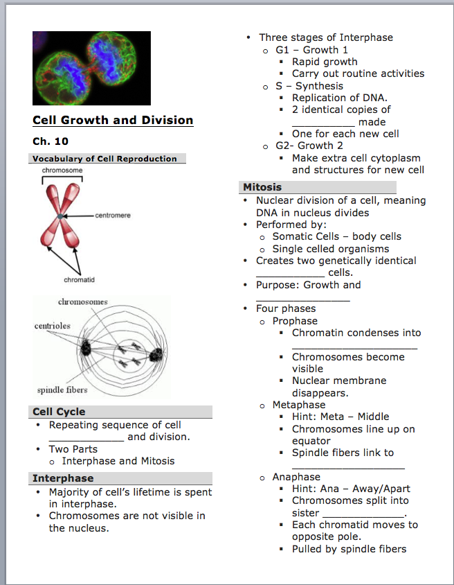 Cell Division Reading Comprehension Worksheet Mitosis And Meiosis