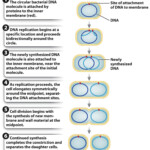 During Cell Division The Dna In A Eukaryotic Cell Is Tightly Packed And