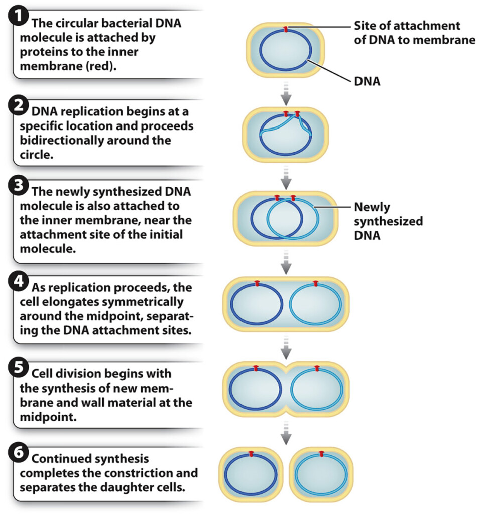 During Cell Division The Dna In A Eukaryotic Cell Is Tightly Packed And 