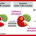 Image Result For Role Of Cyclin And Cdk In Cell Cycle Cell Cycle