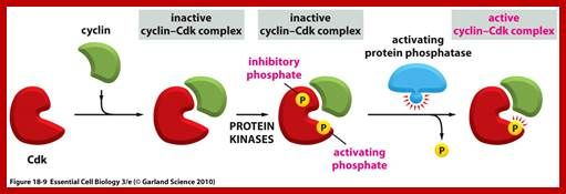 Image Result For Role Of Cyclin And Cdk In Cell Cycle Cell Cycle 