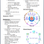 Mariaing licensed For Non commercial Use Only IU5 Cell Cycle