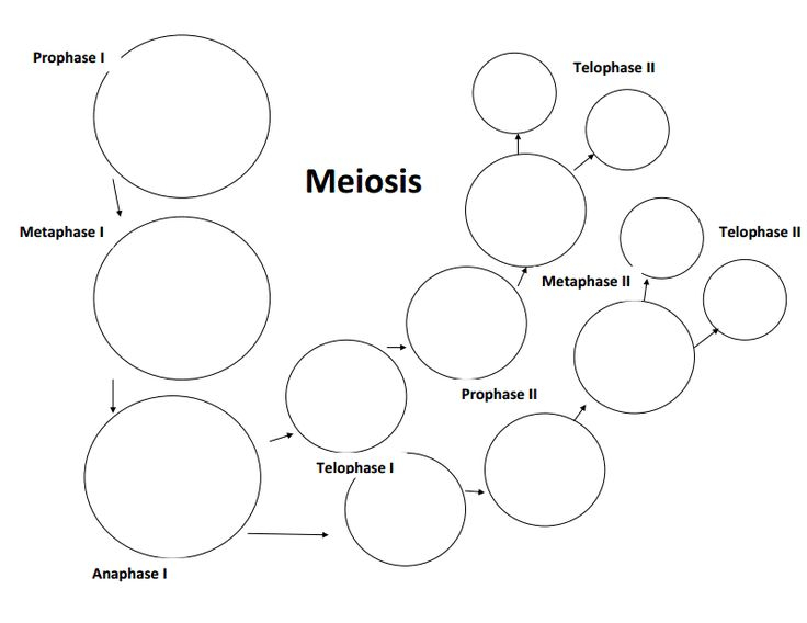 Meiosis Biology Worksheet Mitosis