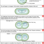 Microbial Growth Boundless Microbiology