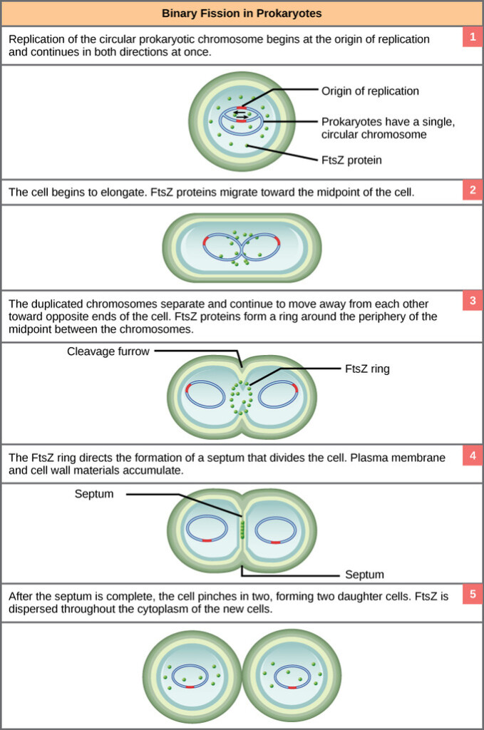 Microbial Growth Boundless Microbiology