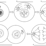 Mitosis Coloring