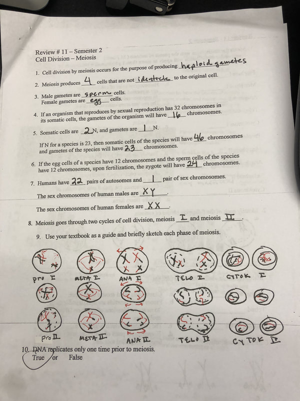 Section 1 Reinforcement Cell Division And Mitosis Worksheet Answers