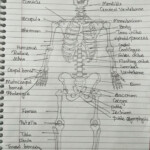 Skeleton System Skeleton System School Work System