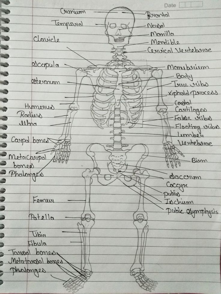 Skeleton System Skeleton System School Work System