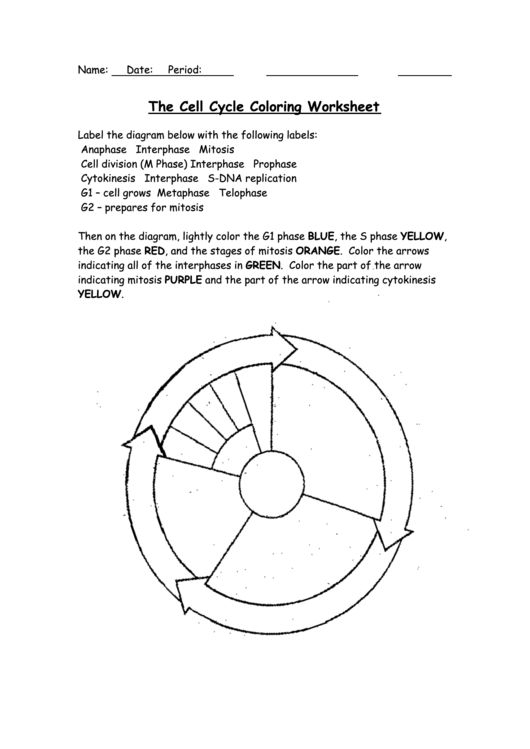 The Cell Cycle Coloring Worksheet Page 2 Of 2 In Pdf Cell Cycle