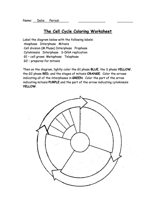 The Cell Cycle Coloring Worksheet Printable Pdf Download