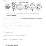 The Cell Cycle Worksheet Manhasset Public Schools Db excel