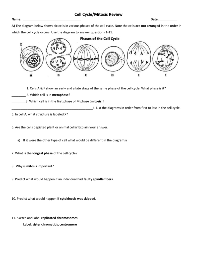 The Cell Cycle Worksheet Manhasset Public Schools Db excel