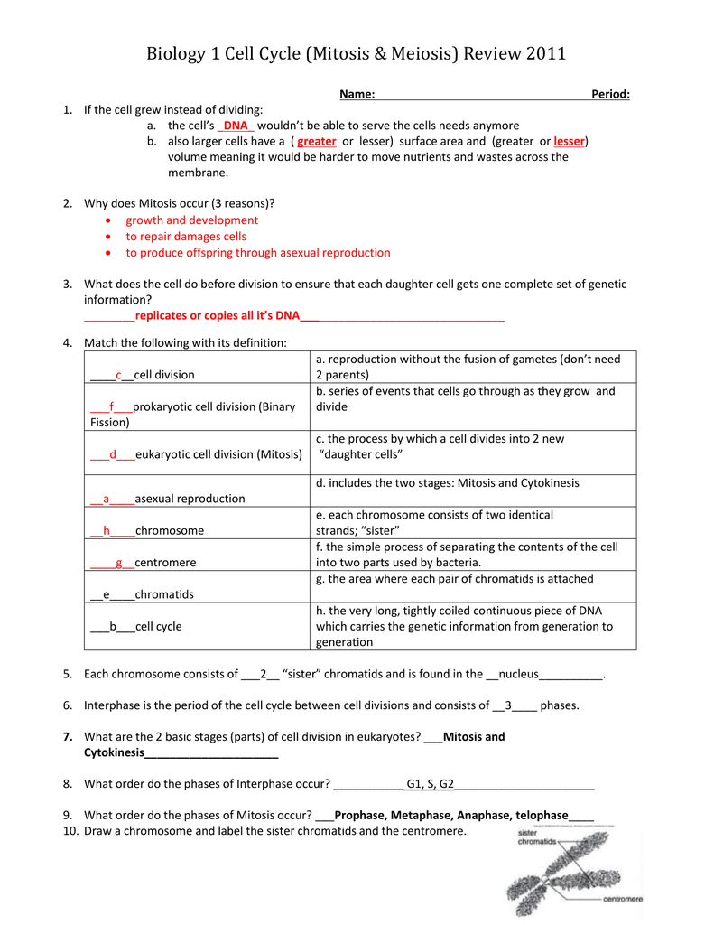 Cell Cycle And Mitosis Review Worksheet TUTORE ORG Master Of Documents