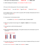 Cell Division And Cancer Review Sheet Answers 1