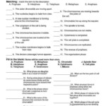 Cell Growth Division And Reproduction Worksheet Answers Free Store