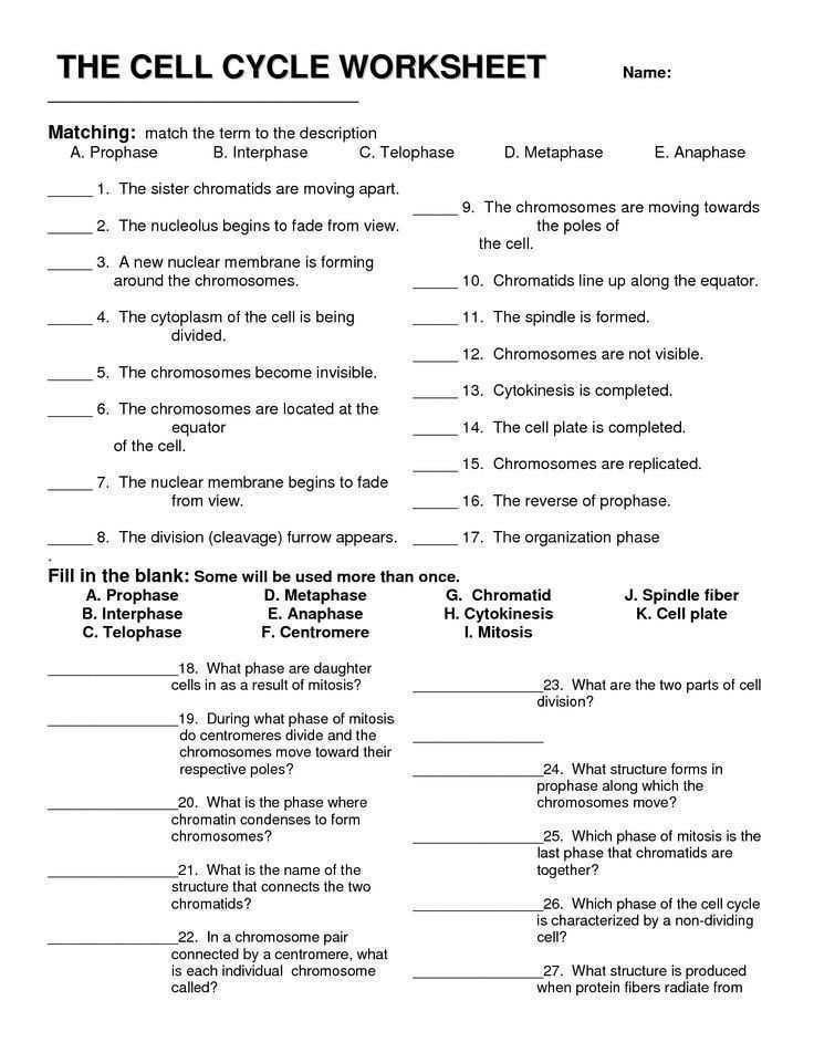 Cell Growth Division And Reproduction Worksheet Answers Free Store