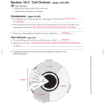 Chapter 10 Cell Growth And Division Worksheet Answer Key Db excel