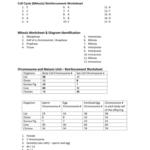 Long Division Worksheet Part Ii With Answer Key Tpt Long Division