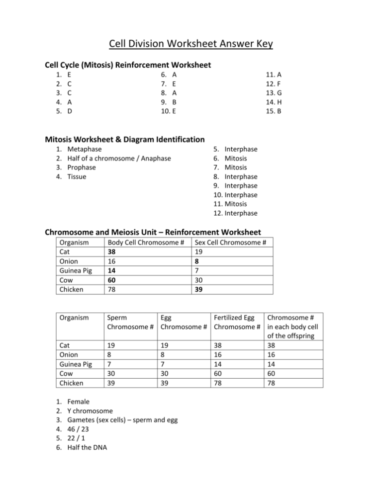 Long Division Worksheet Part Ii With Answer Key Tpt Long Division 