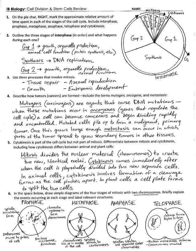 Mitosis Practice Worksheet Quizlet Worksheets